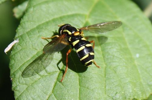 Philhelius citrofasciatum